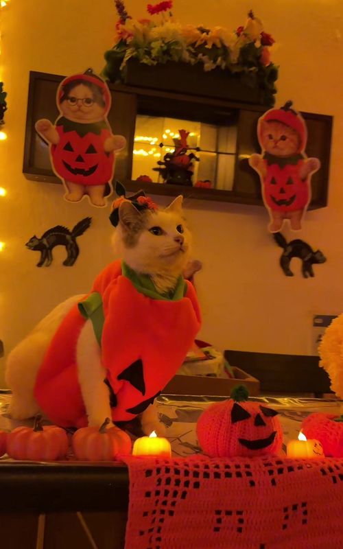 Cover of @aventurasgatunas's TikTok video: La calabaza llegó para quedarse 🎃🎃🎃🎃🎃🎃🎃🎃🎃con Darlucci #gatos #lacabaza #gatitos #gato #michi
