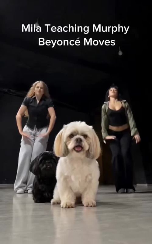 Cover of @cazgemini's TikTok video: Mila teaching Murphy Beyoncé moves #dancingdogs #doglovers #shihtzu #friendssupportingfriends #fyppppp