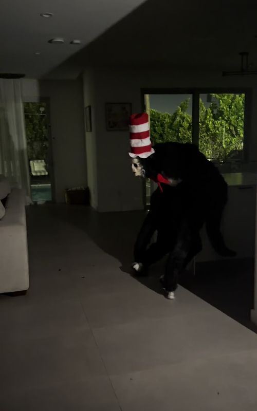 Cover of @spiritwalker's TikTok video: You wake up at 3am and this is in your kitchen… #spiritwalker #scary #catinhat #nataliereynolds