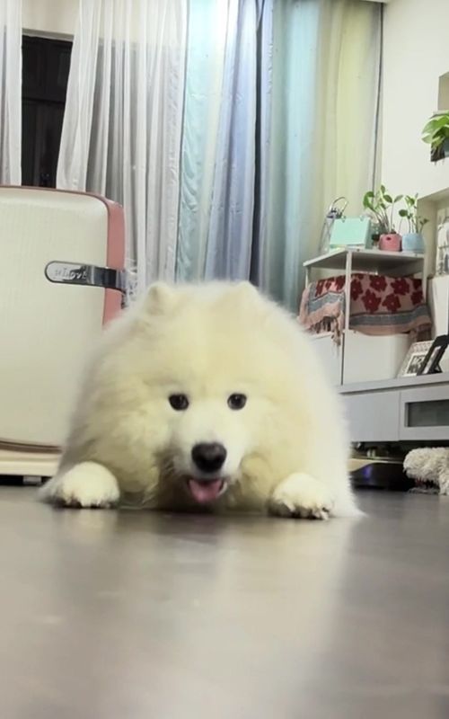 Cover of @stewiethesamoyed's TikTok video: introducing stewie the hottie. he is single ladies!!!! #fyp #samoyed #dog #dogsoftiktok #fypシ