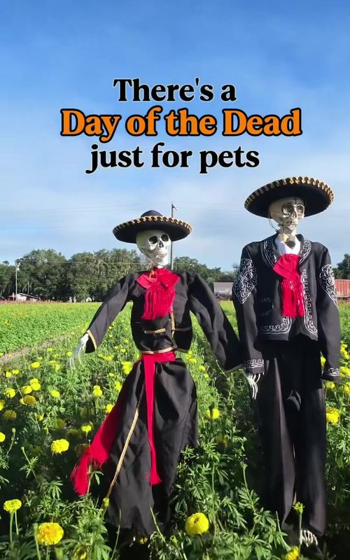 Cover of @ilovehelpingpaws's TikTok video: Day of the Dead for Pets 🧡 How to Welcome Them Home October 27 is Day of the Dead for pets. Here's how to make an ofrenda to call their spirit home. In this be