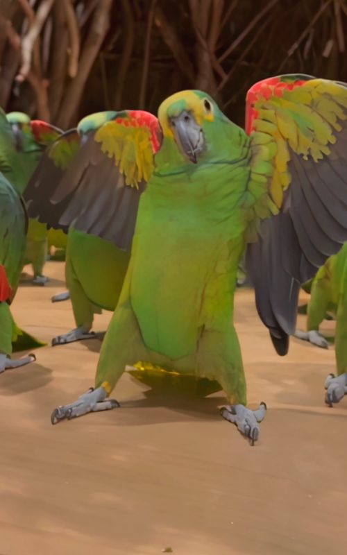 Cover of @kennyslowbird's TikTok video: My parrot Kenny learned the choreography for 'Mi Chico'—now there’s no stopping him. #birds #parrot #dance #dancing #higgsfield