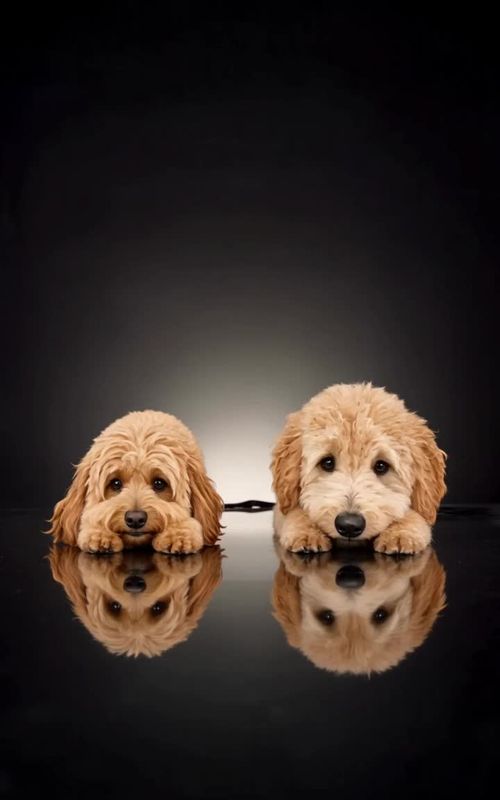 Cover of @scar_the_minidoodle's TikTok video: I couldn't resist... 🤭 #singleladies #dogsoftiktok #goldendoodle