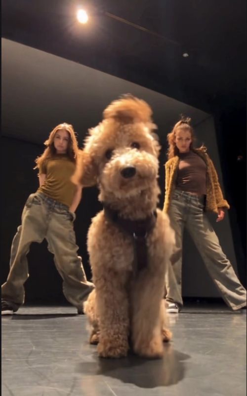 Cover of @dobby.thepoodle's TikTok video: Dobby Learning his new choreography @Beyoncé ##foryoupage❤️❤️ #dog #dance