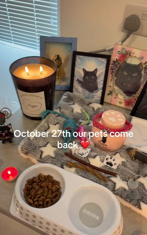 Cover of @gee_geexoxo's TikTok video: 🐾🧡 October 27th – Day of the Dead for Pets 🧡🐾 October 27th is a special day in the Day of the Dead tradition when people remember and honour the pets they h